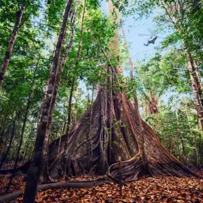 trees