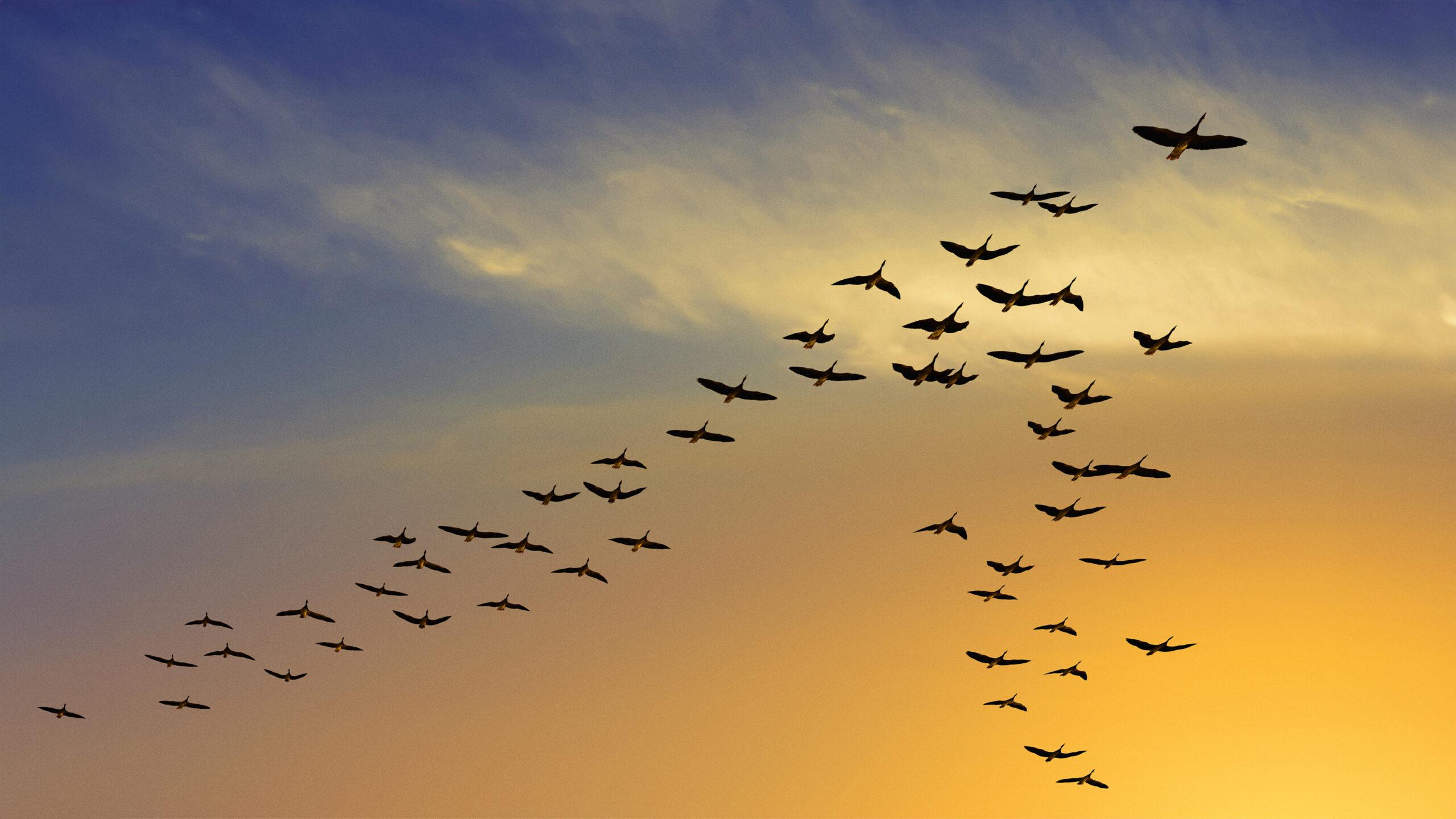 image of birds flying through the sky at dusk